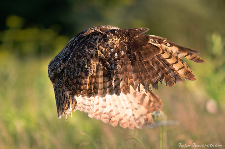 Great-horned Owl