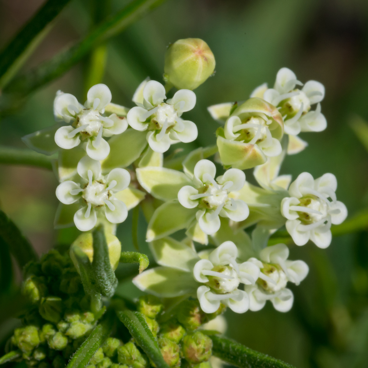 whorled milkweed