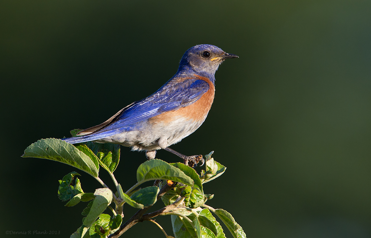 Western Bluebird