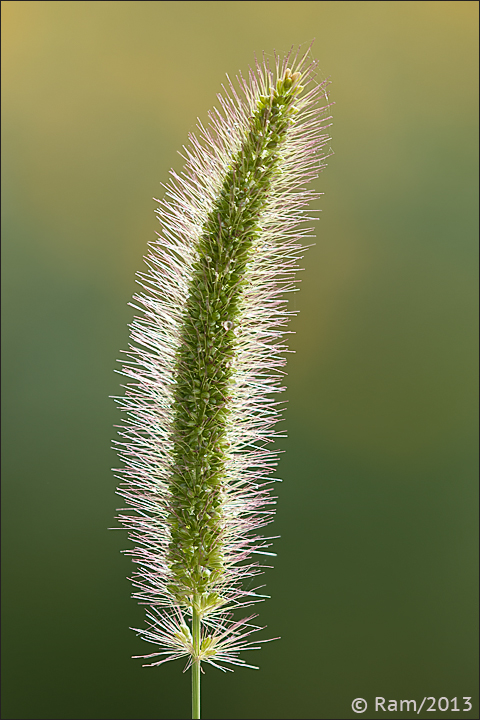 Grass Seedhead