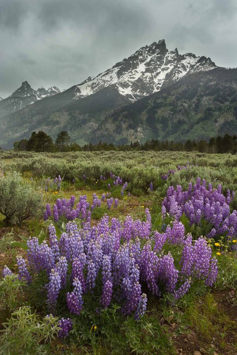 Teton Lupine