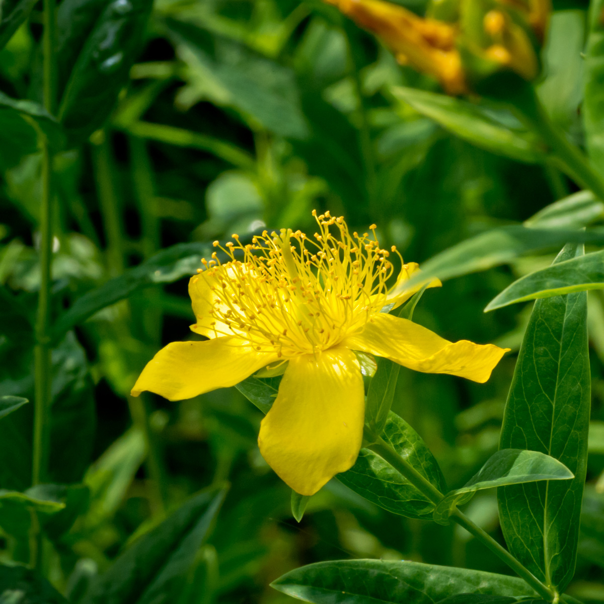Great St Johnswort