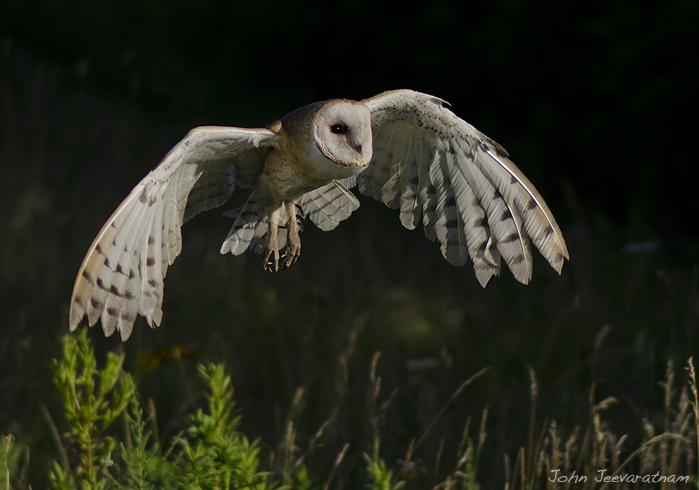 Barn Owl