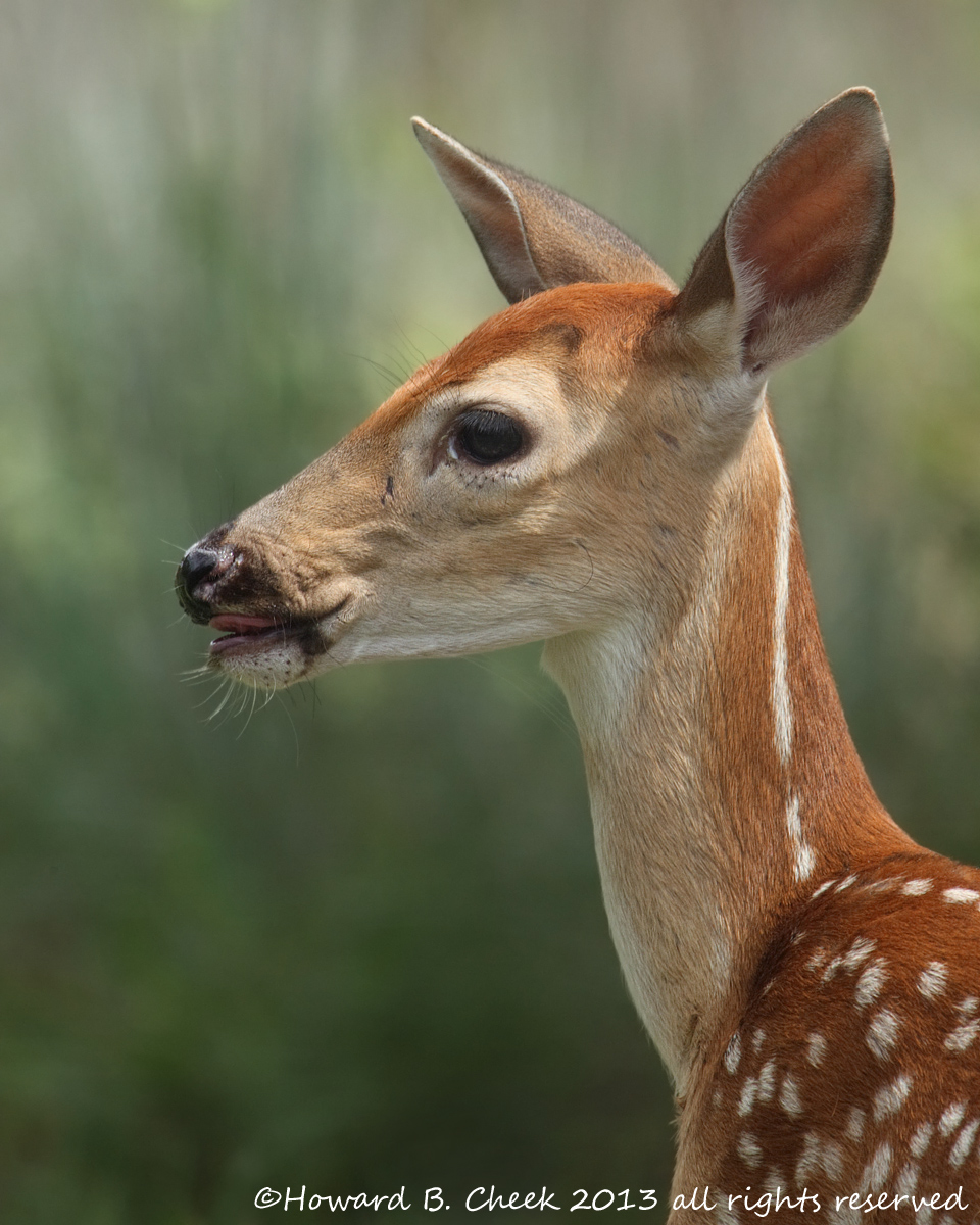 Bambi Lives..