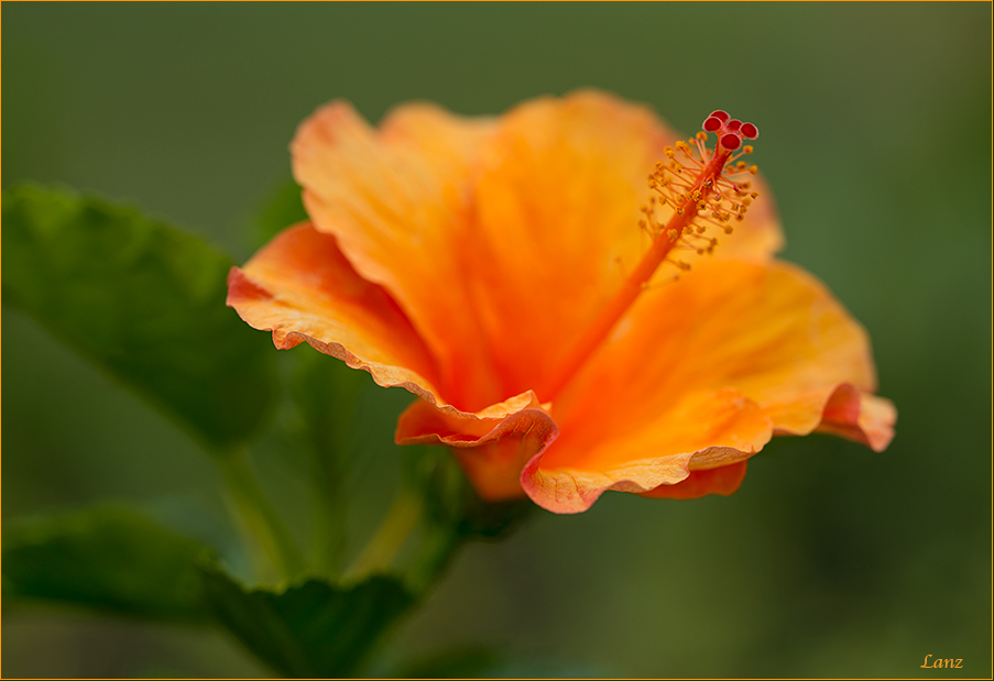  Hibiscus