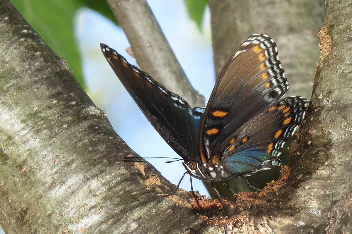 Treed butterfly