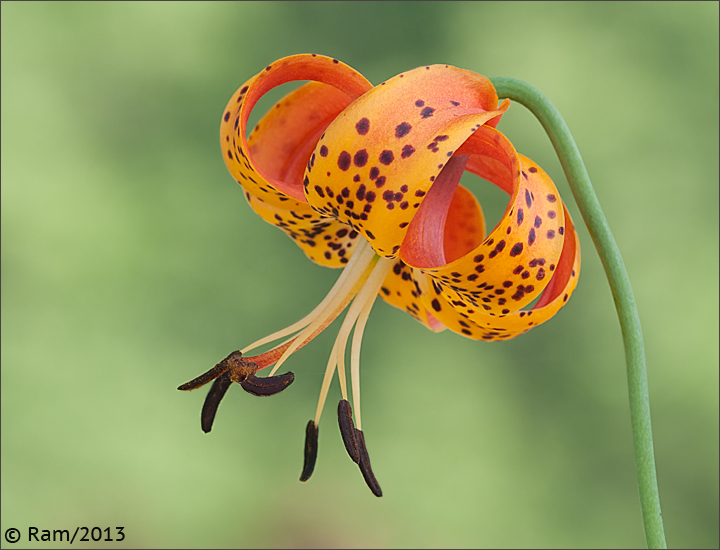 Turk's Cap Lily