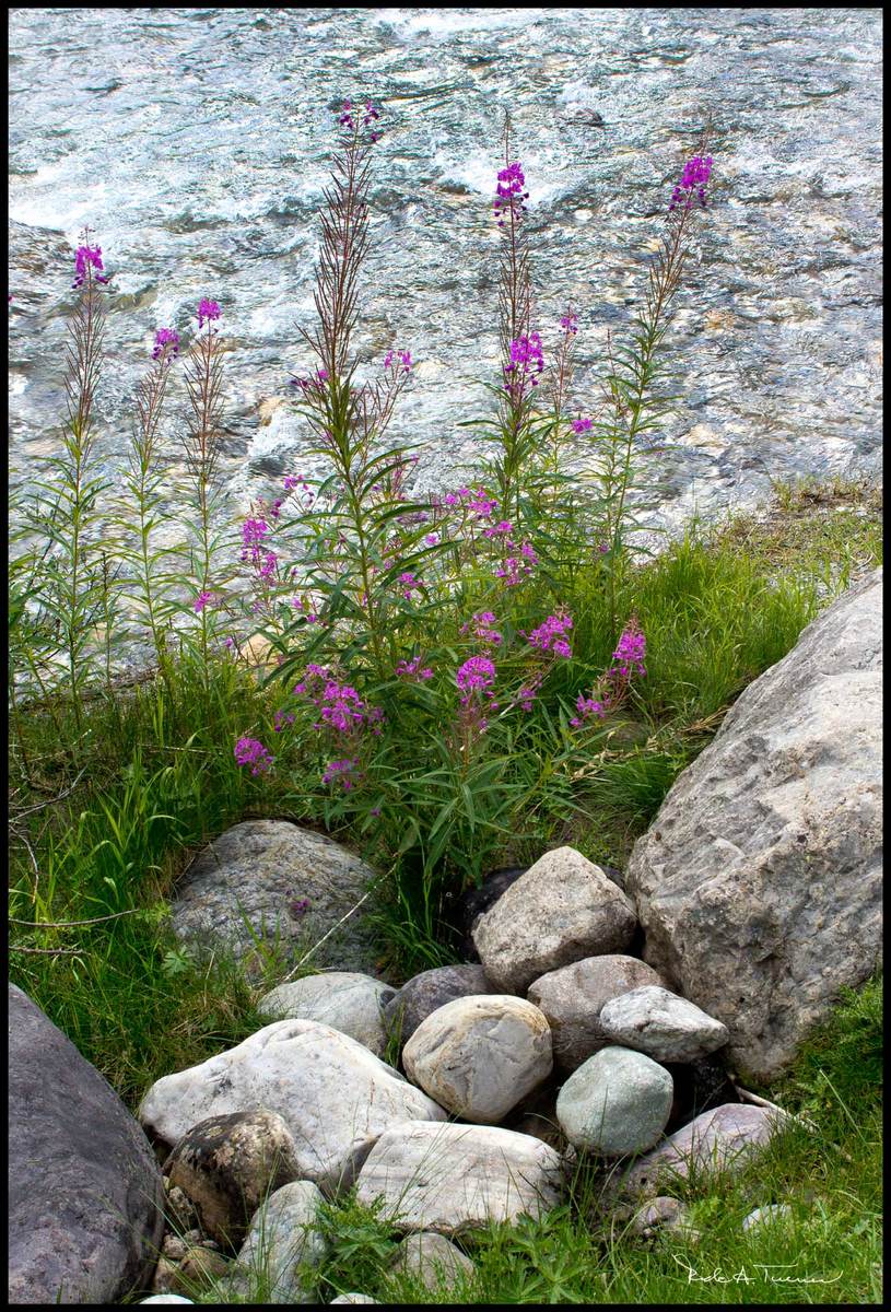 Bow River Blooms