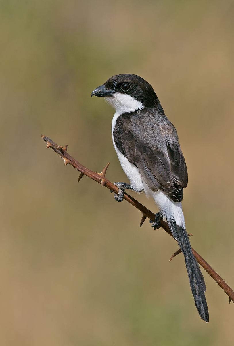 Long Tailed FiscalShrike