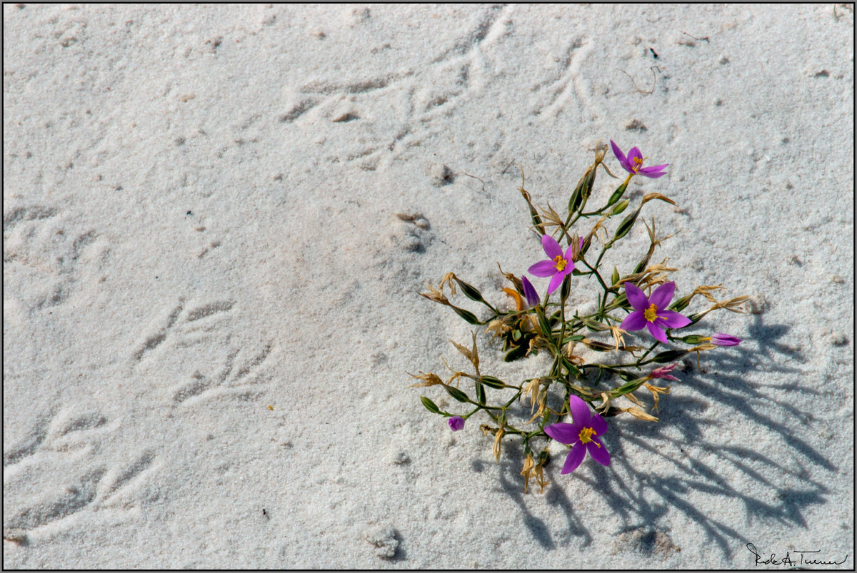 Desert Blooms