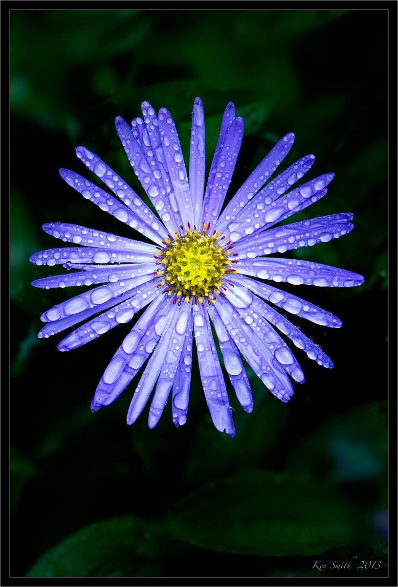 Aster with Raindrops