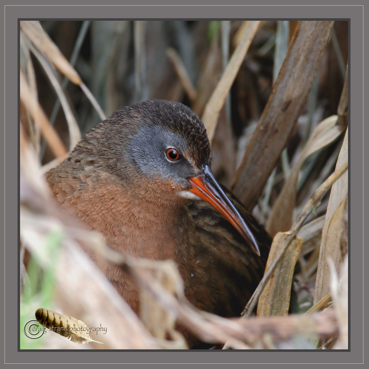 Virginia Rail Portrait