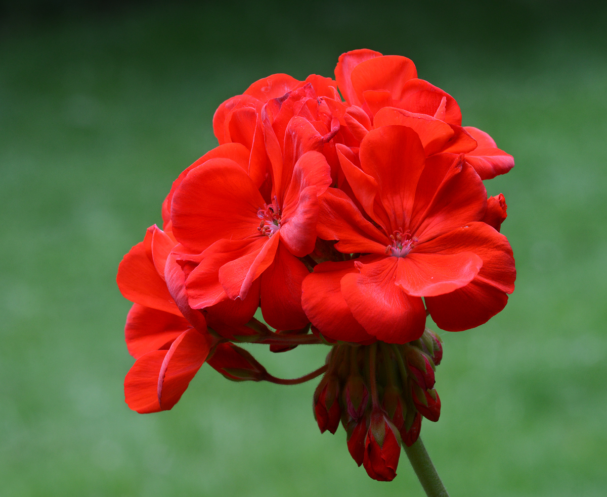 Potted  geranium