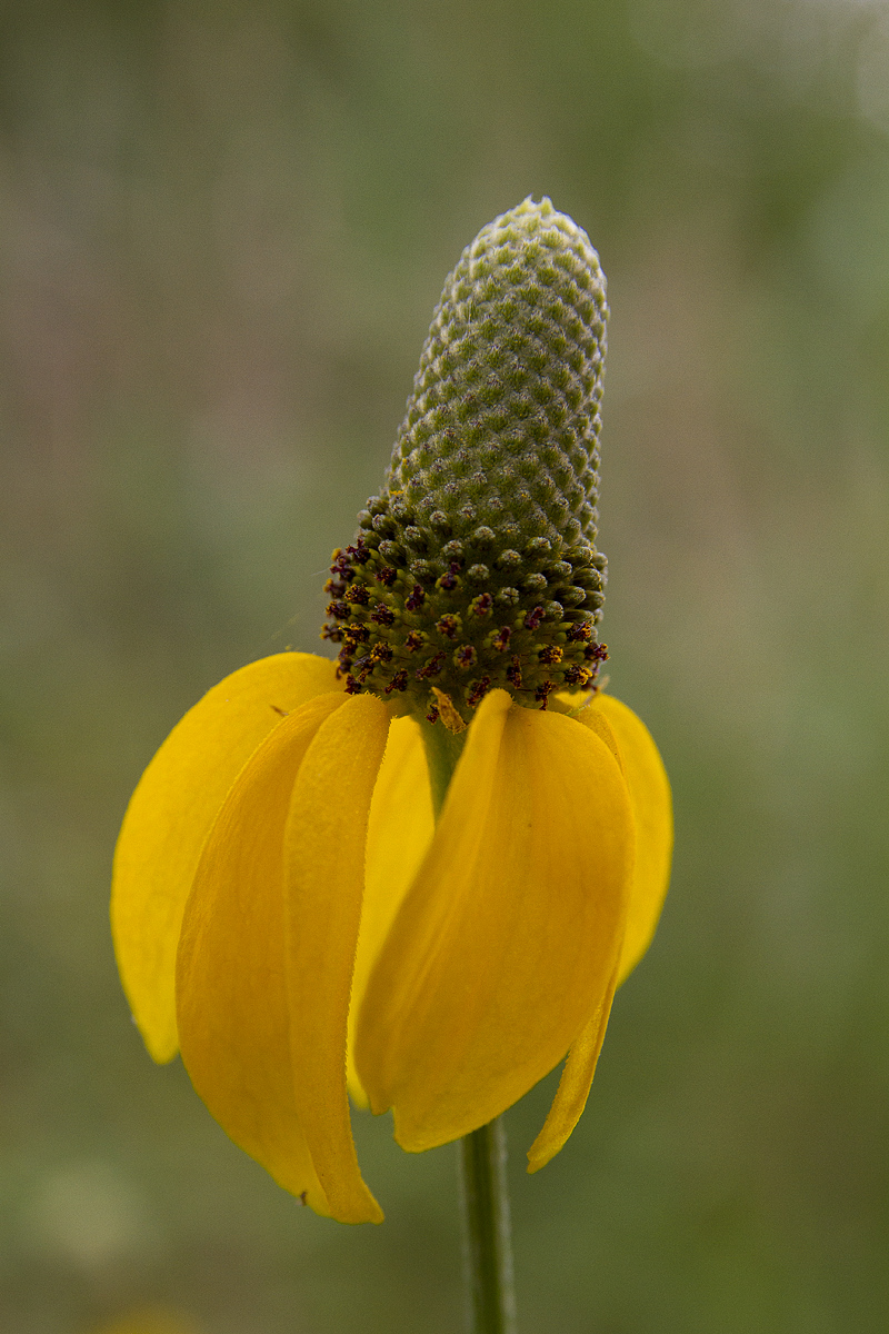 Cone Flower