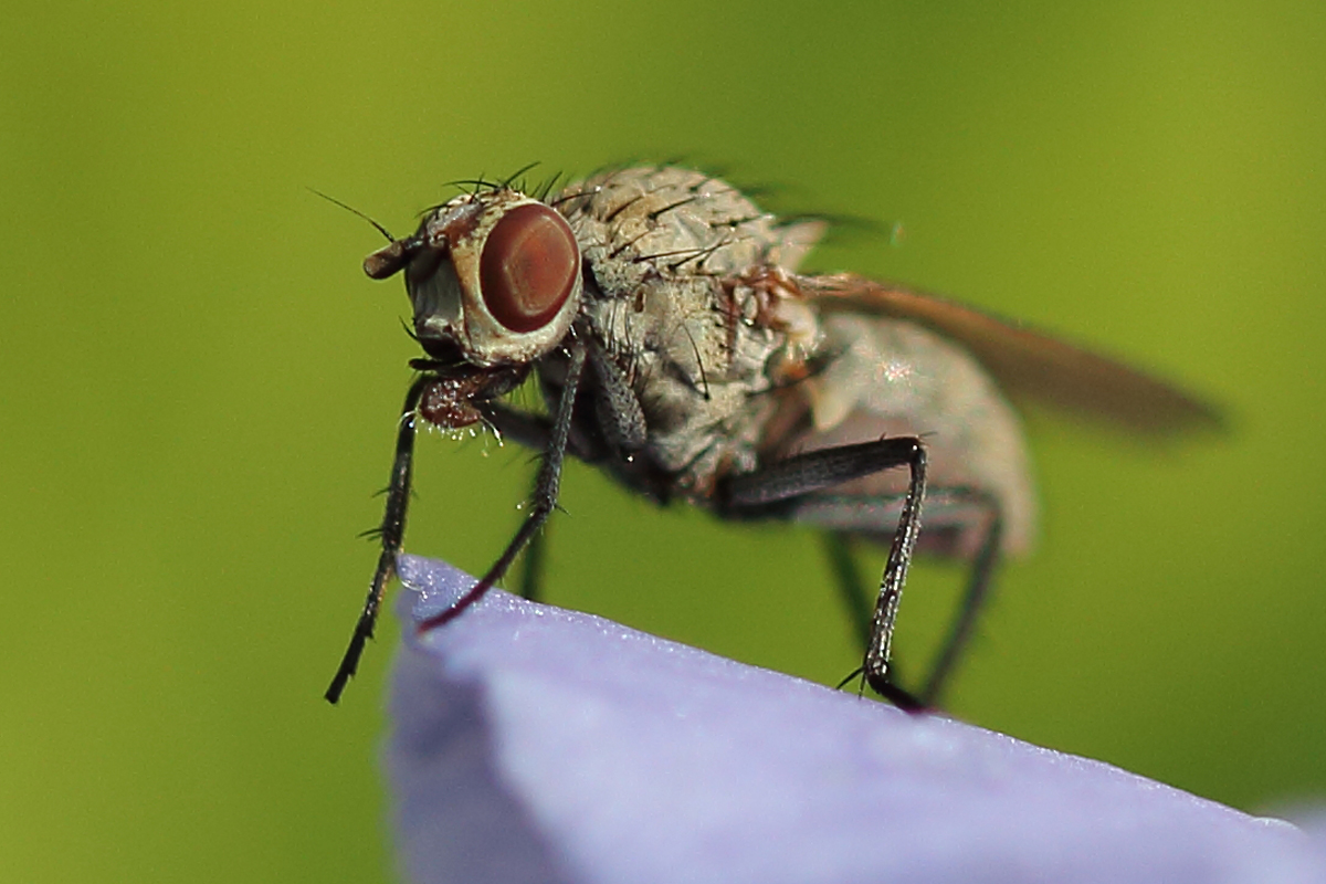Just a fly