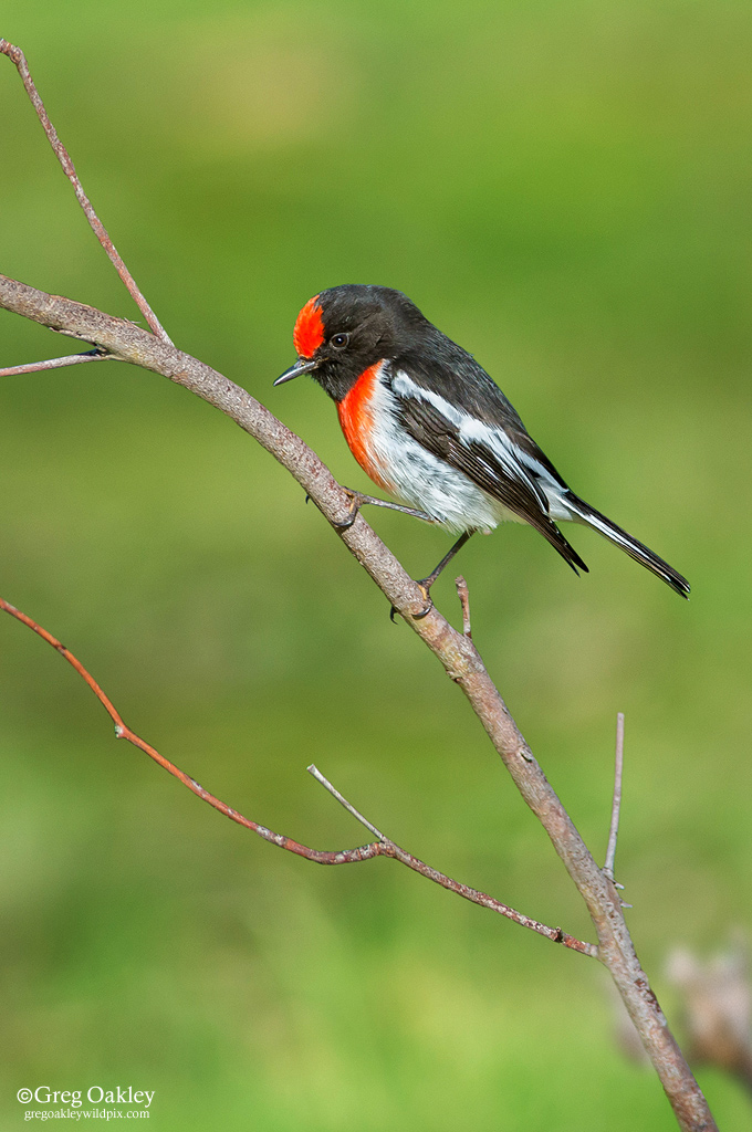 Red-capped Robin