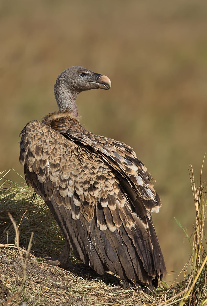 Ruppel's Vulture