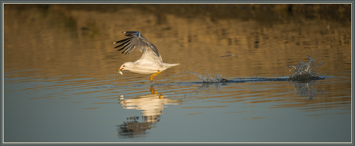 Fishing