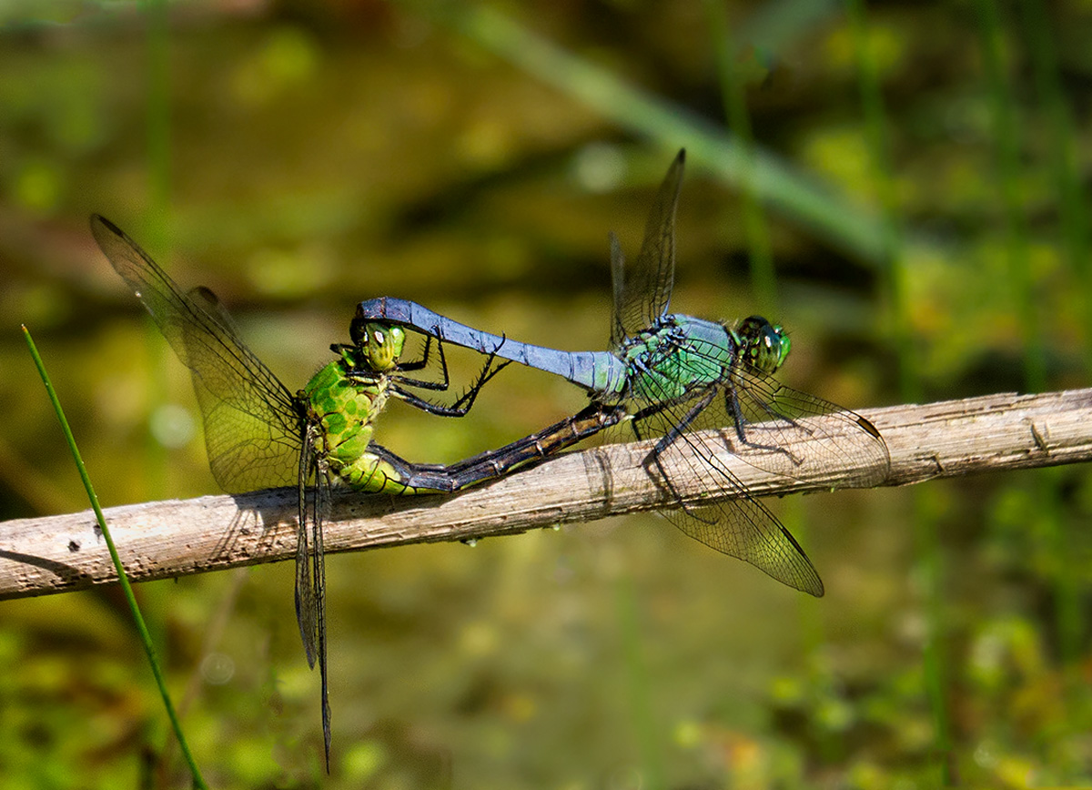 Dragonflies Mating
