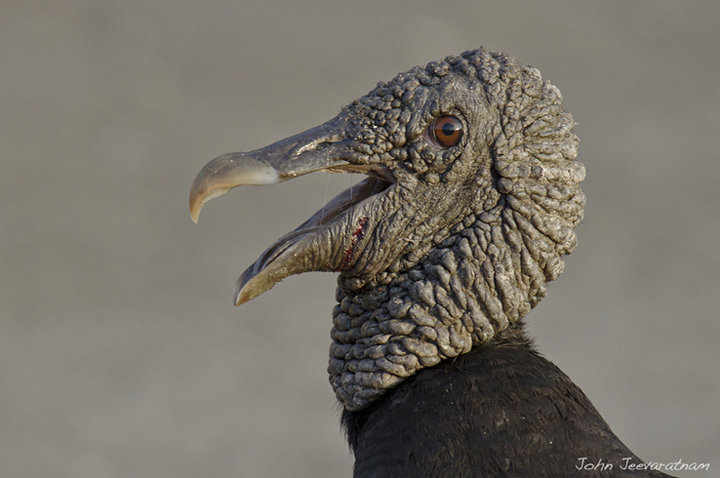 Black Vulture