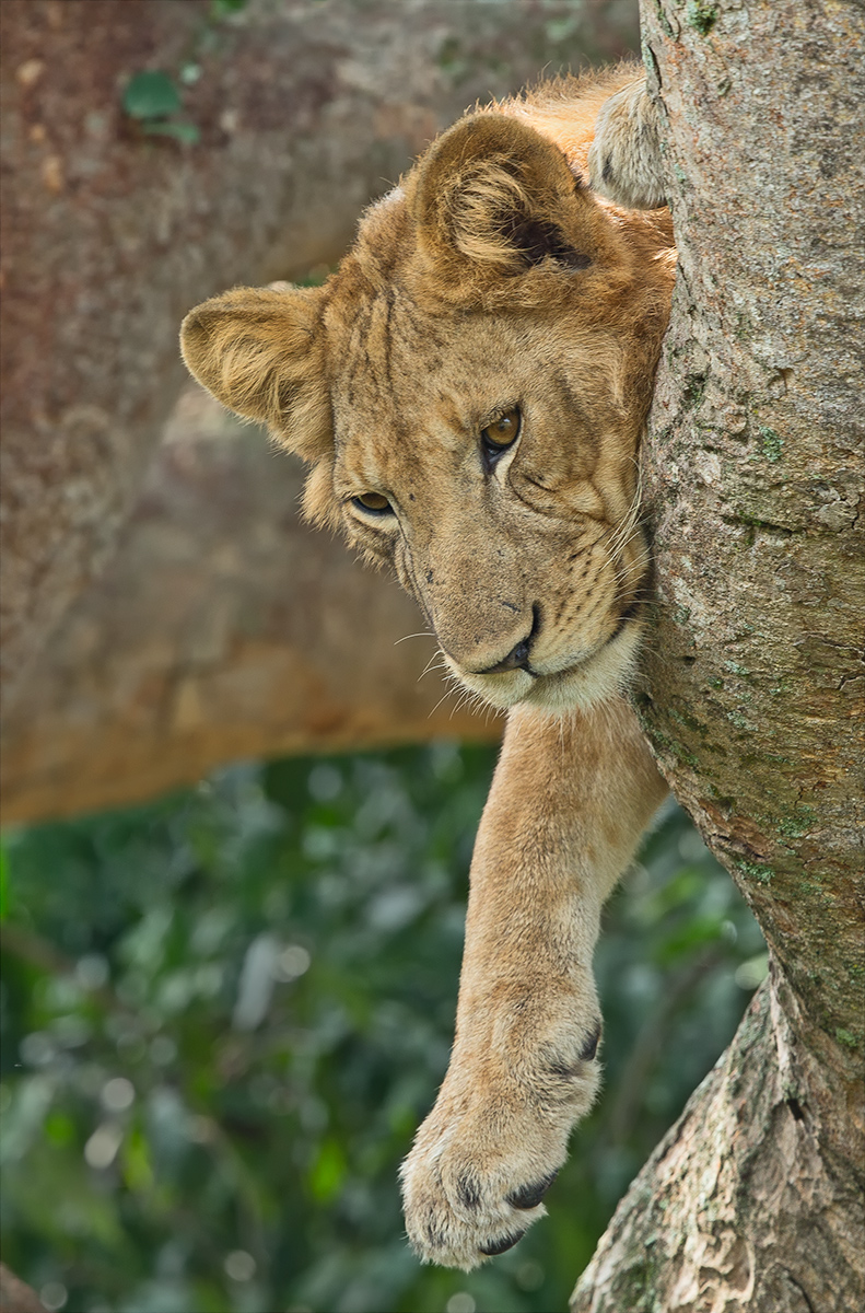 Tree Climbing Lion 2