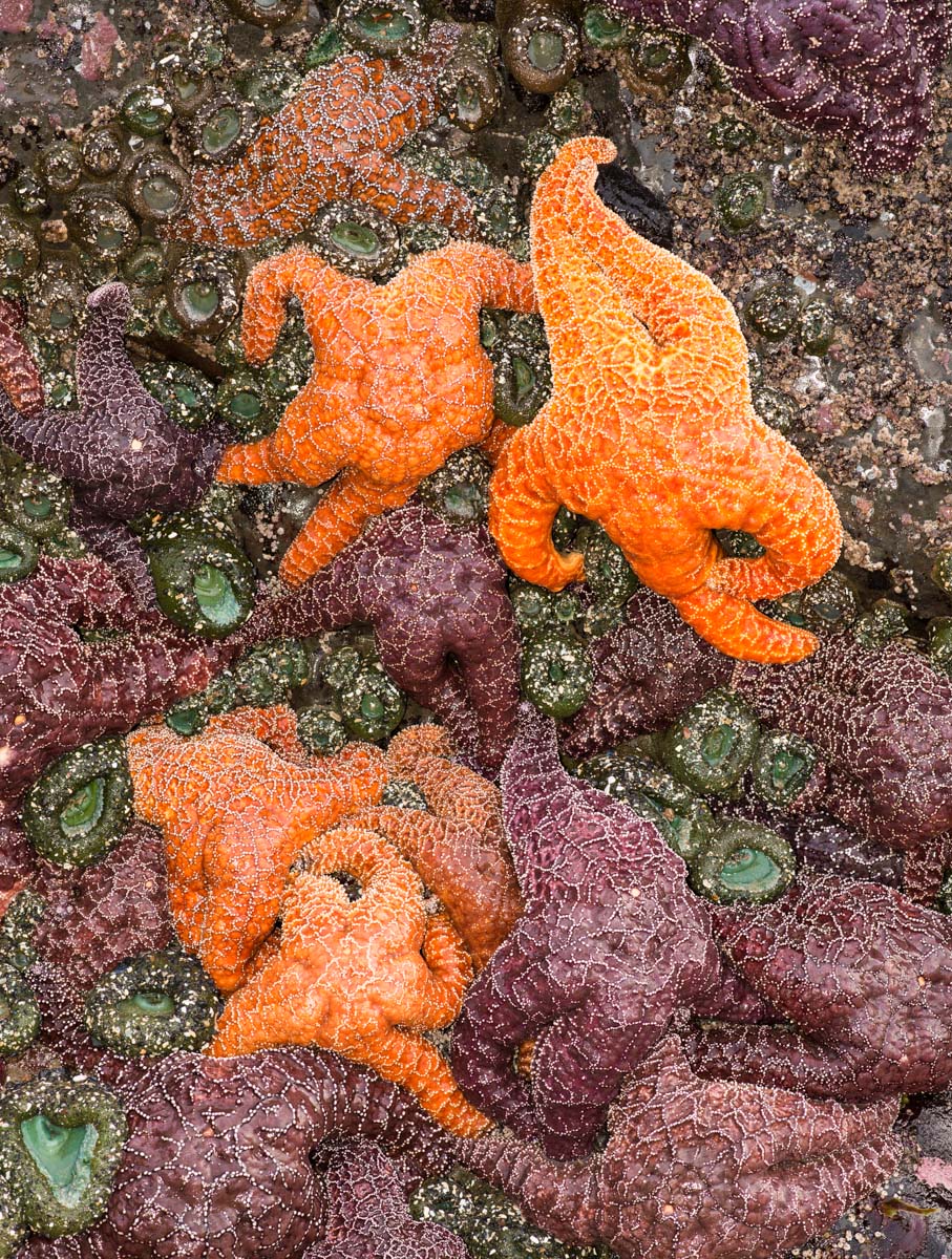 Naked Sunbathers