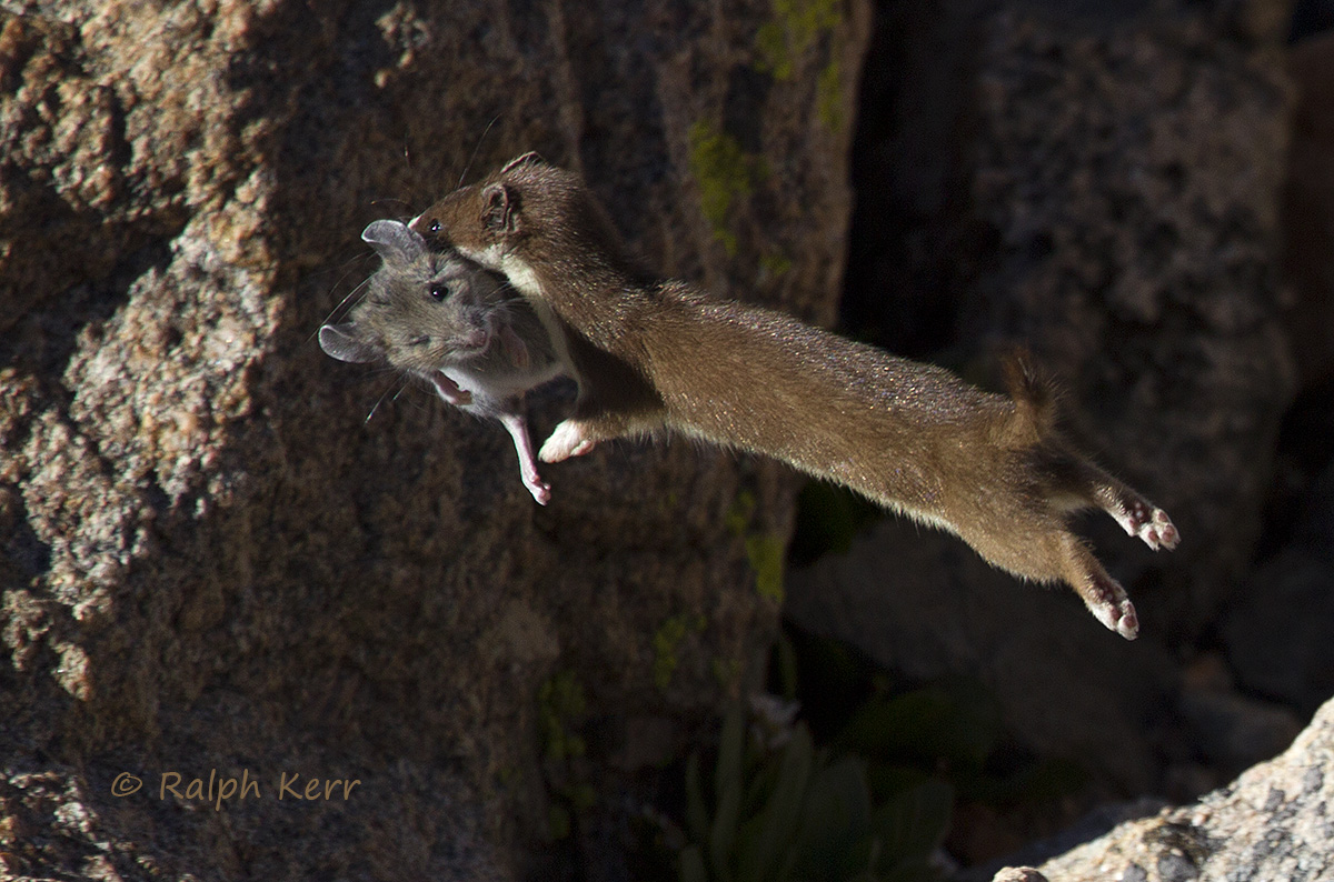 Weasel with Mouse