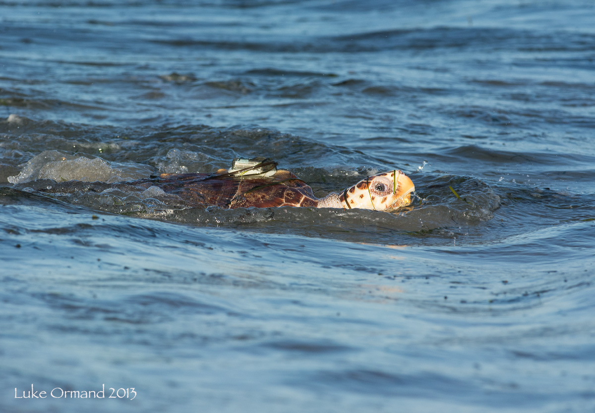 Loggerhead Seaturtle