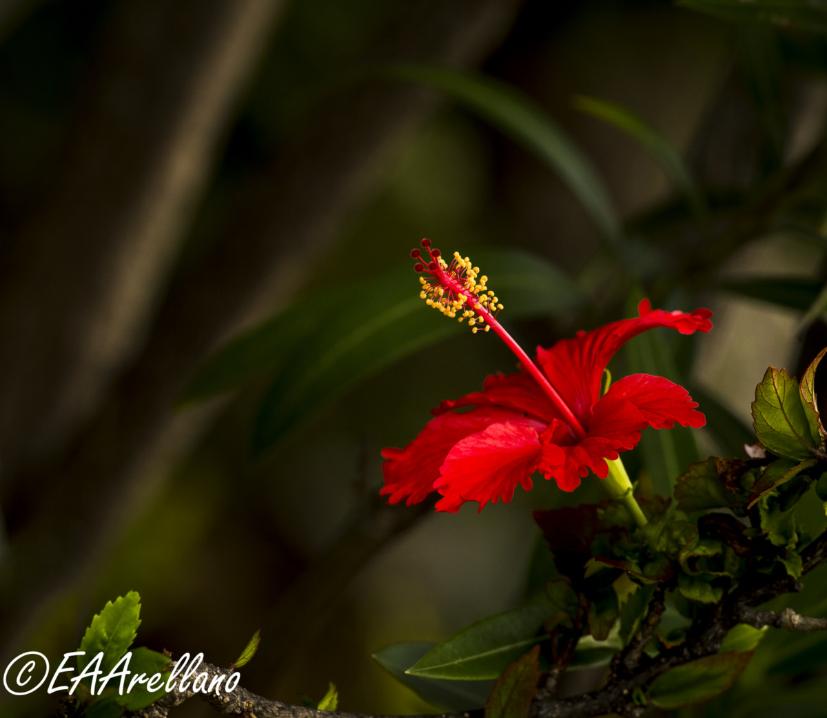 Red Flower in my garden
