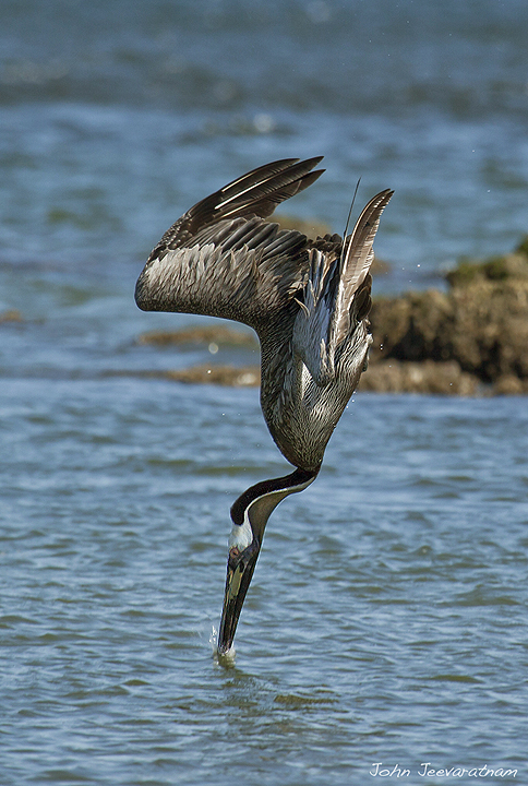Brown Pelican dive