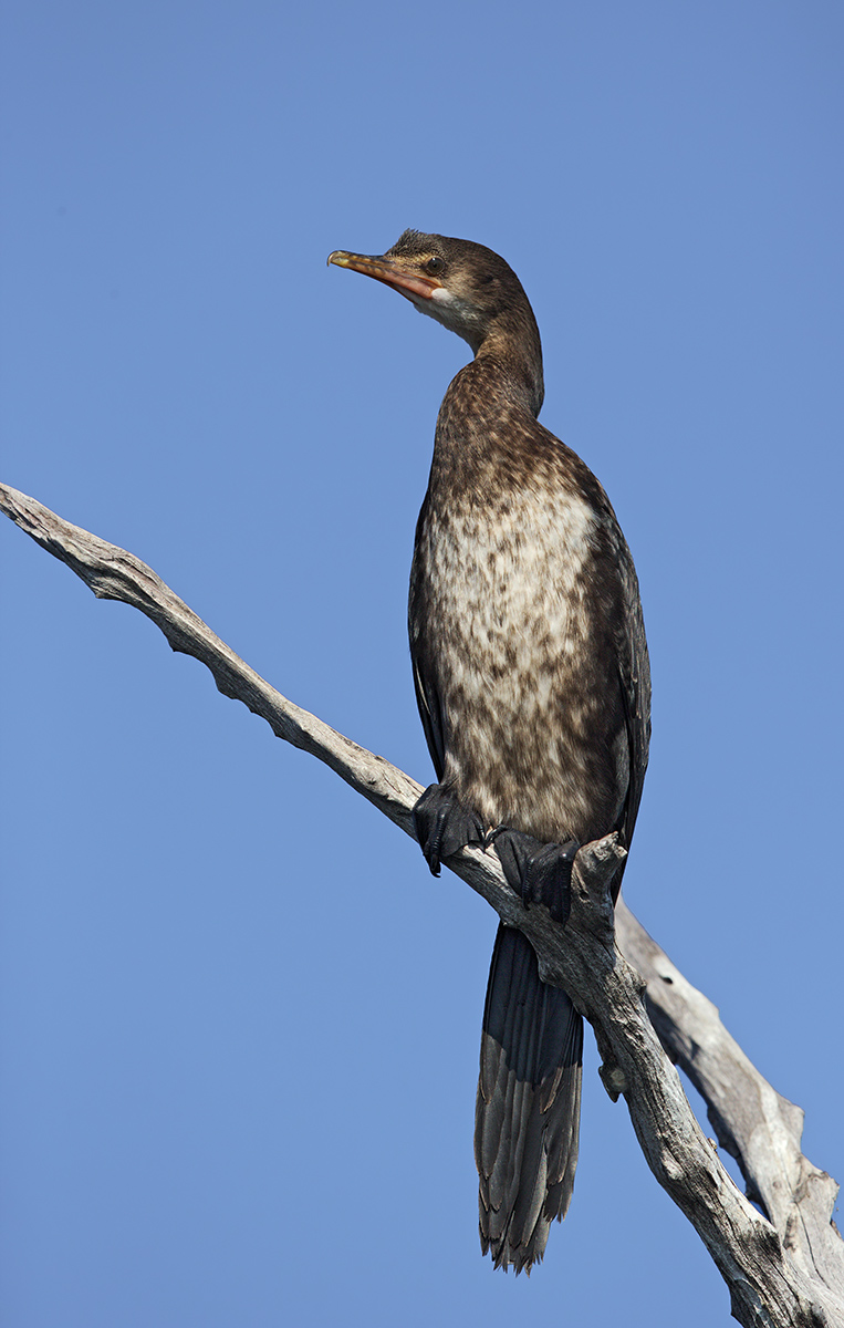 African Darter