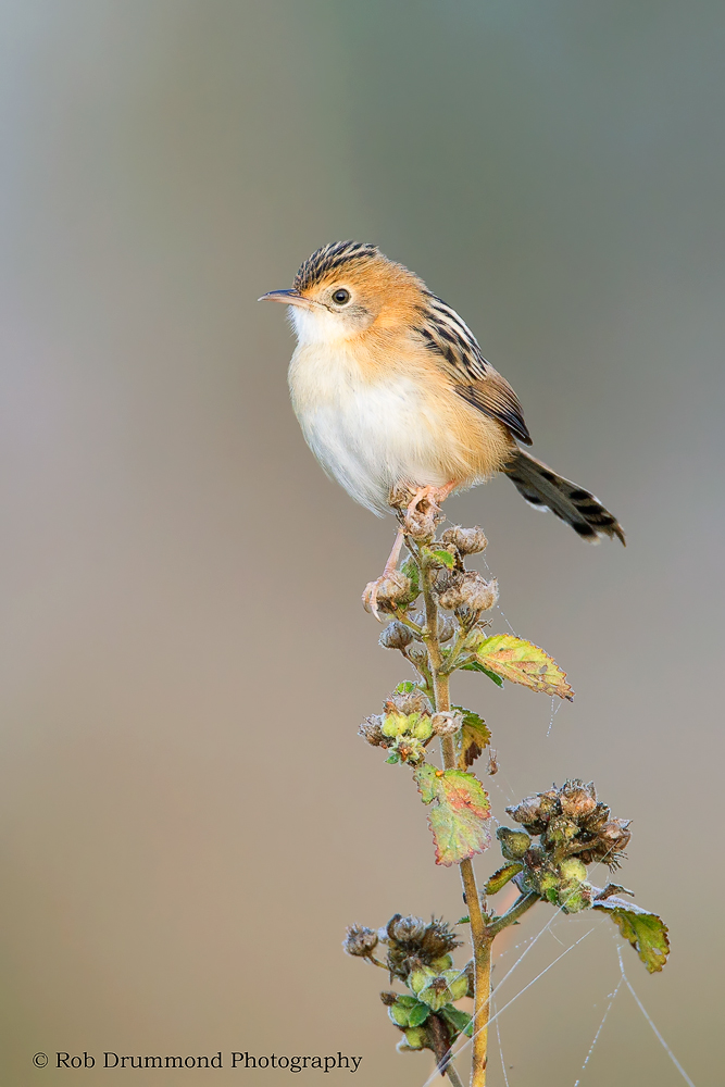 Golden-headed Cisticola