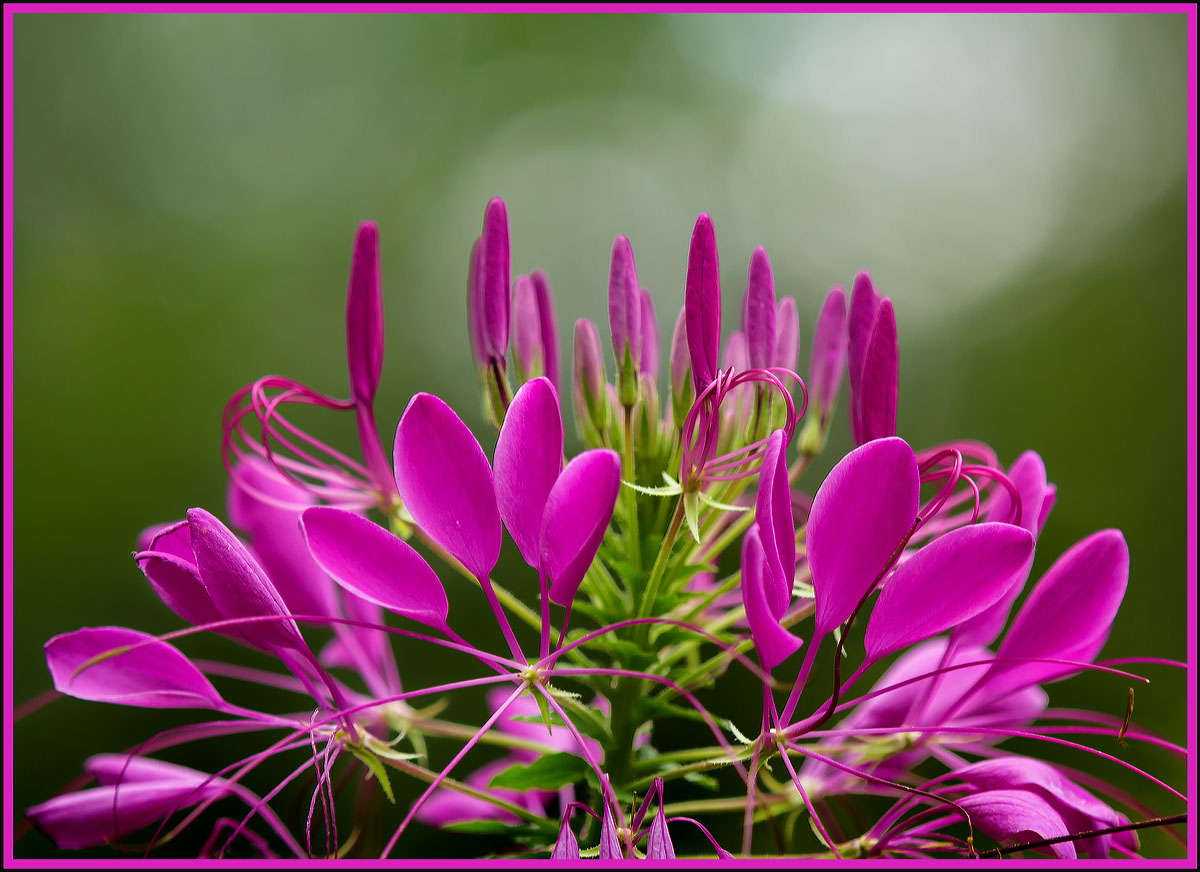 Spider flower