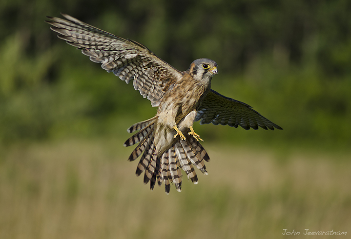 Hovering female Kestral