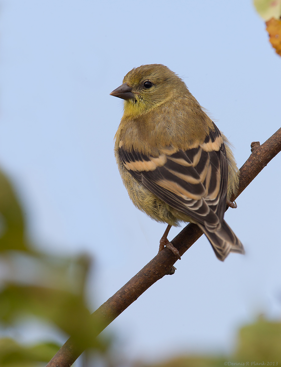 American Goldfinch
