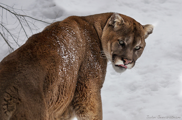Cougar