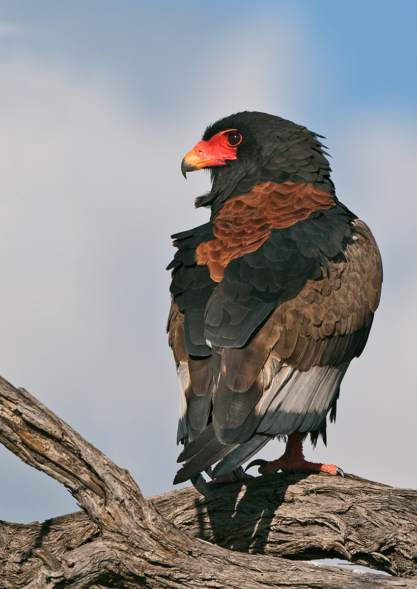 Bateleur Eagle