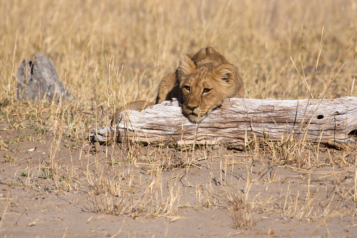 Hide and Seek Lion Style