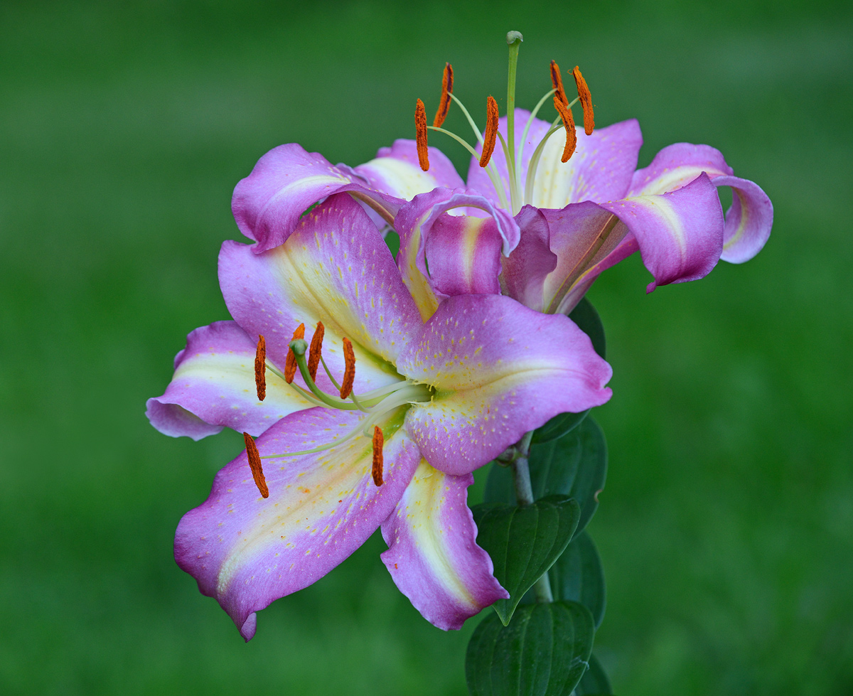  Stargazer  lily