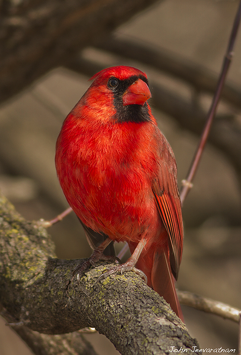 Northern Cardinal