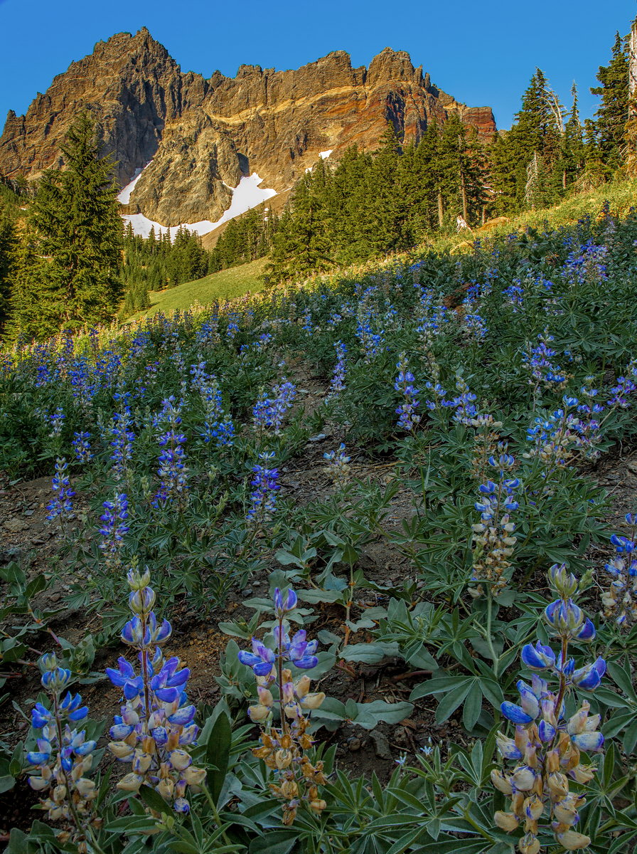 Three Fingered Jack