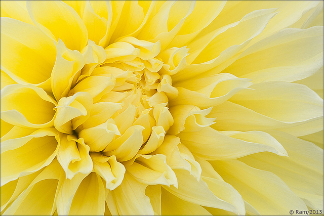 Yellow Dahlia