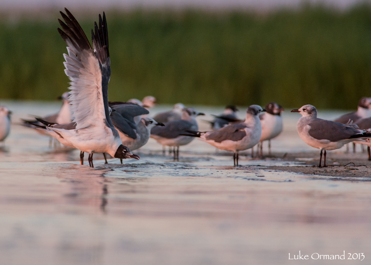 Gull Yoga