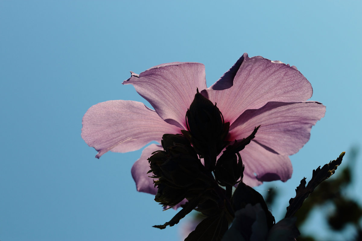 Backlighted rose of sharon