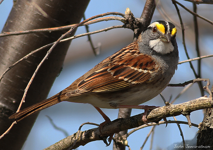 White-throated Sparrow