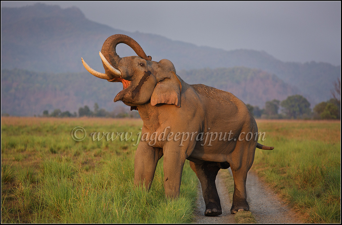 World Elephant Day 