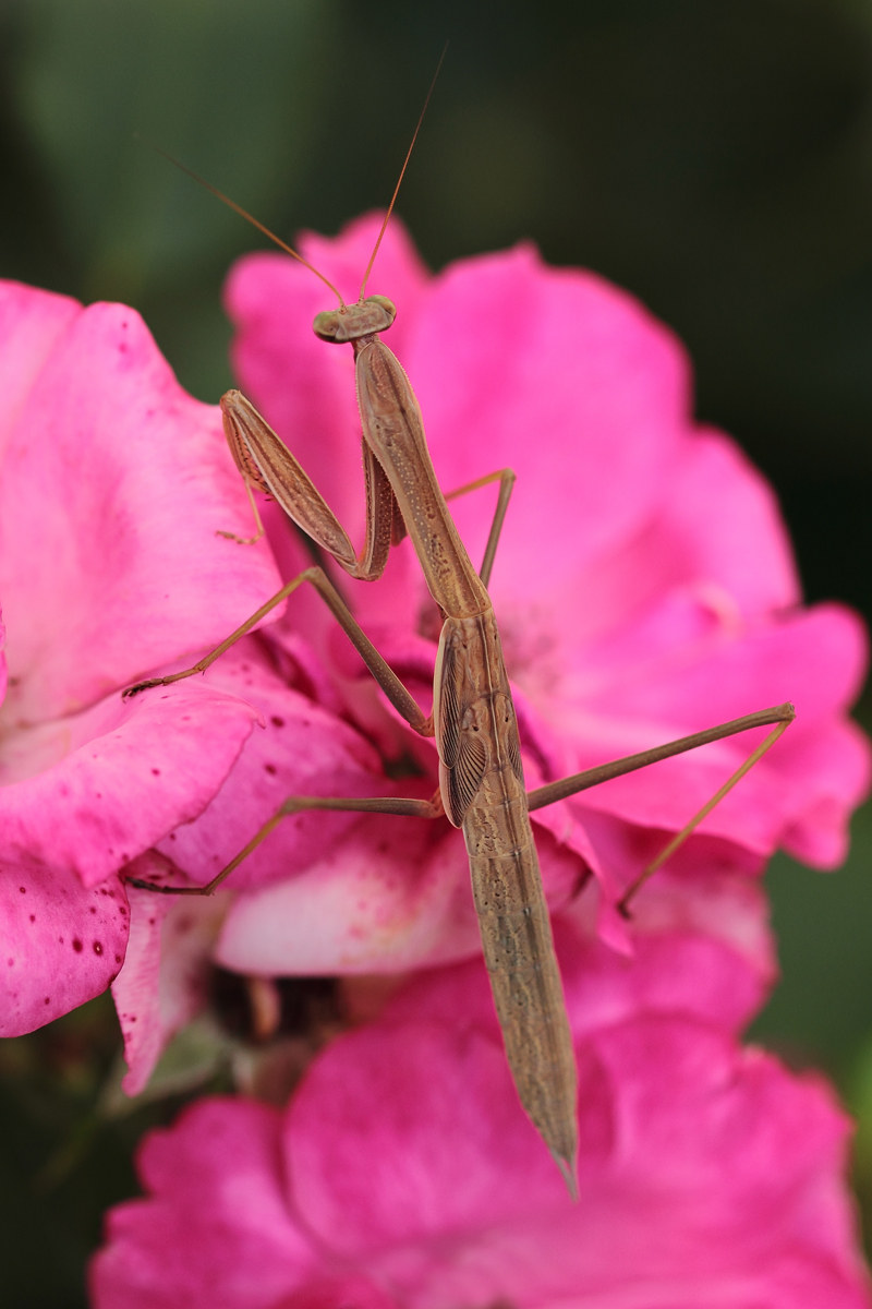 Shy mantis