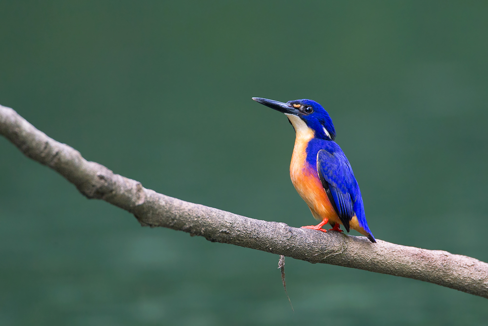 Azure Kingfisher
