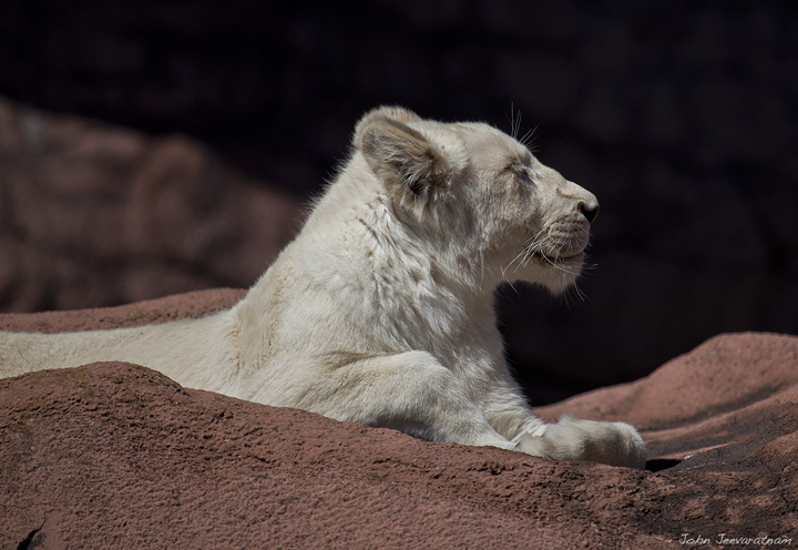 White Lion