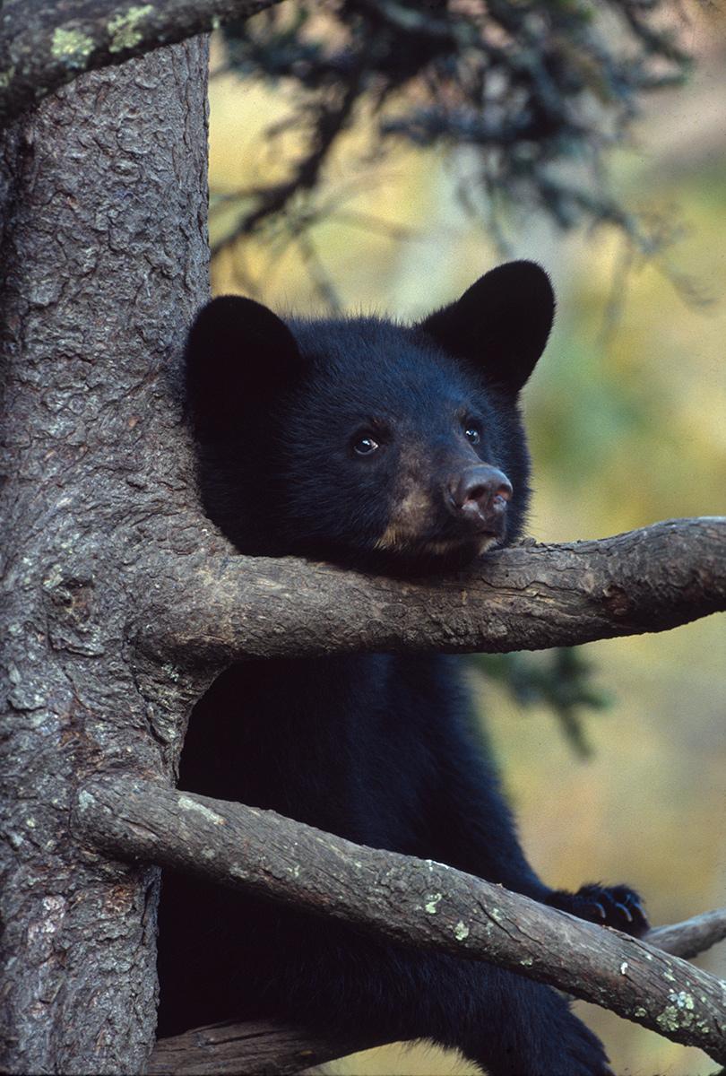 Little Bear
